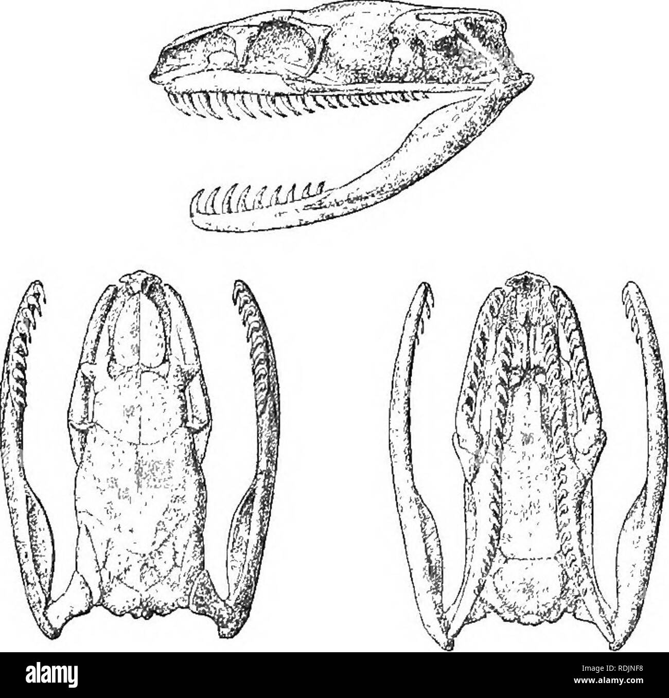. Catálogo de las serpientes en el Museo Británico (Historia Natural) ... Las serpientes. 300 COLUBEID^. 112. ATEACTUS. '"^ Y (i'±  c V R, Atractus Wagler, Isis, 1828, pág. 741. rT) . Brachyorrhop, parte, Wagler, Syst. Amph. pág. 190 (1830). Parte Oalamaria., 8cMeg. Phys. Serp. ii. pág. 25 (1837). Rabdosoma, parte, Bum. ^ Bibr. M&amp;m. Ac. 8c. xxiii. 1853, pág. 440, y ERP. Q&amp;n. vii.p. 91 (1854) ; Gunth. Cat. Col. 8n. p. 10 (1858) ; Jan, Arch. Zool. Anat. Phys. ii. 1862, pág. 10. Isoscelis, Qunth. I. e. p. 204. Adelphicos, Jan, I. C. p. 18 ; Socourt, Misisipí Sc. Me.r., Rept. pág. 553 (1888). Ehegnops, Cope, Pro Foto de stock