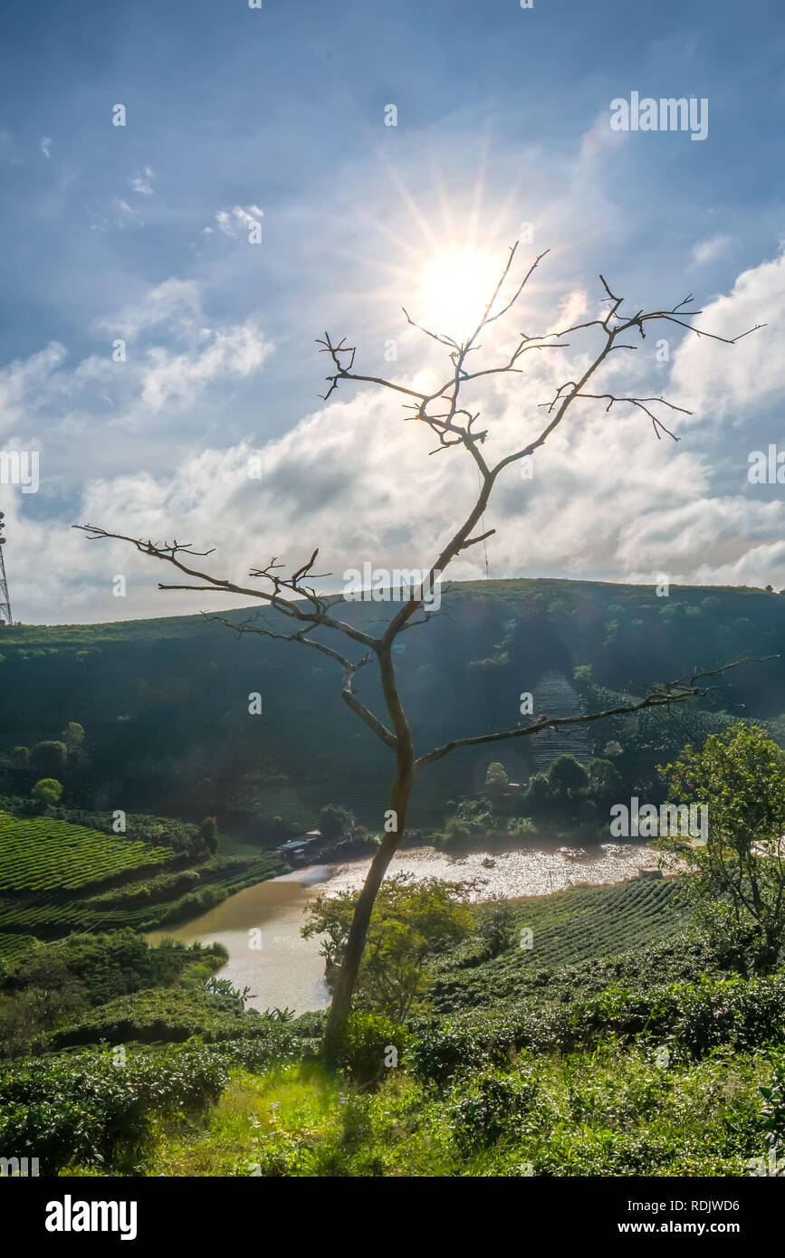 Árbol de buganvillas coloridas flores púrpura bajo el brillante sol de la mañana. Foto de stock