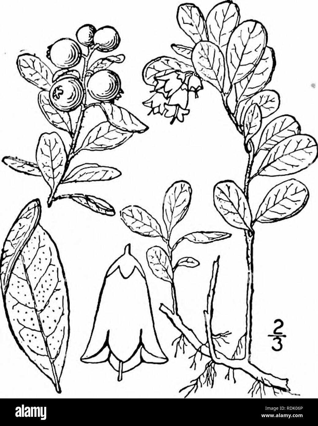 . Un ilustrado de la flora del norte de Estados Unidos, Canadá y las posesiones británicas, desde Terranova hasta el paralelo de la frontera meridional de Virginia, y desde el océano Atlántico hacia el oeste hasta el meridiano 102d. La botánica; la botánica. Género 2. HUCKLEBERRY FAMILIA. 697 2. VITIS-idaea (Tourn.) colina, Brit. Hierba. 516. 1756. Bajo un arbusto de hoja perenne, con tallos rampante, óvalo o alternativo oboval hojas coriáceas, y pequeñas flores de color blanco o rosado, asintiendo con la cabeza, secund en término pequeño.inal clusters. Cáliz de 4 dientes. Corola abierta Iobed campanulate, 4. 8 estambres; anteras ascendente prolongada en los tubos; fila- hombres Foto de stock