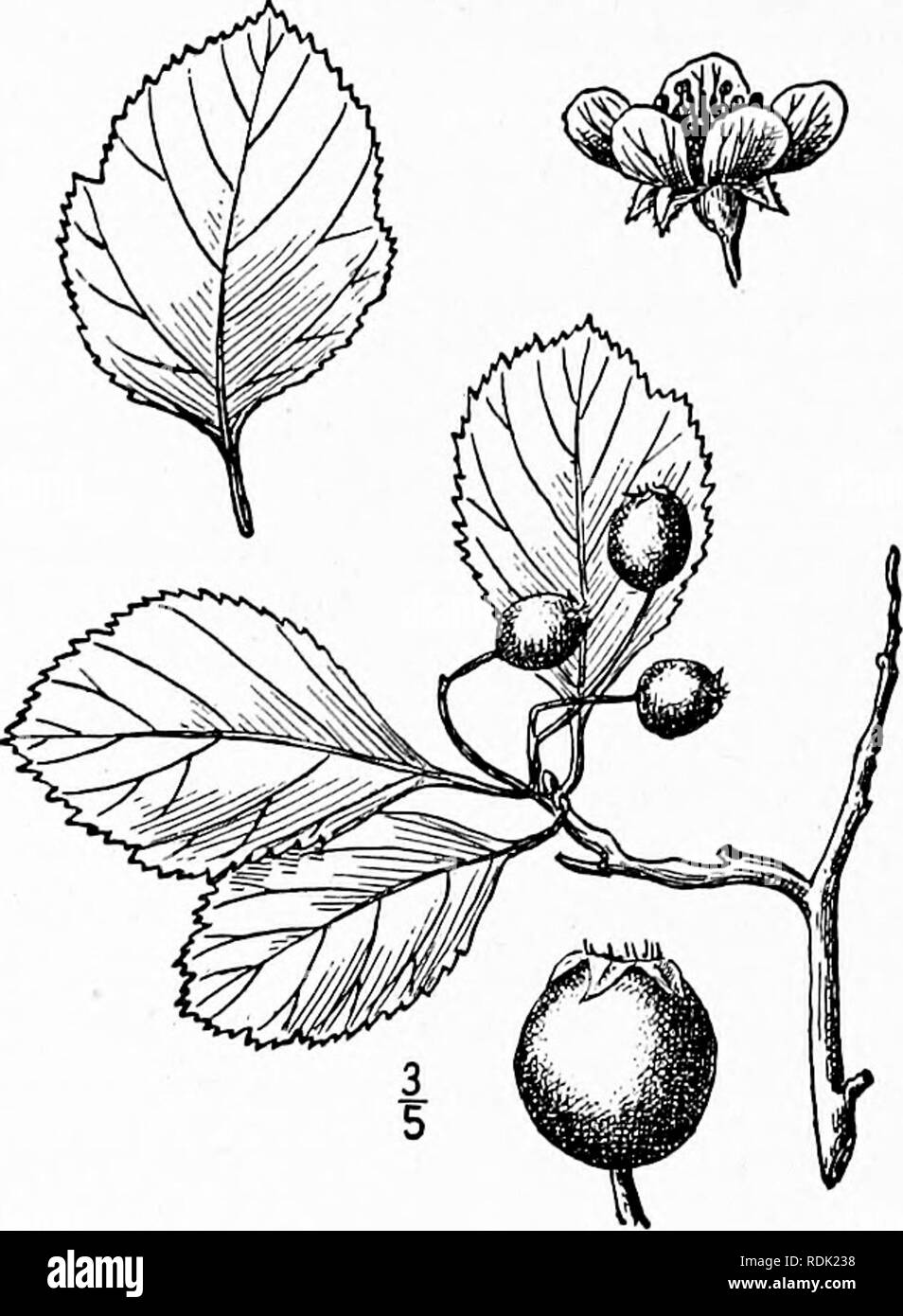 1904 1908 Fotos E Imagenes De Stock Pagina 10 Alamy