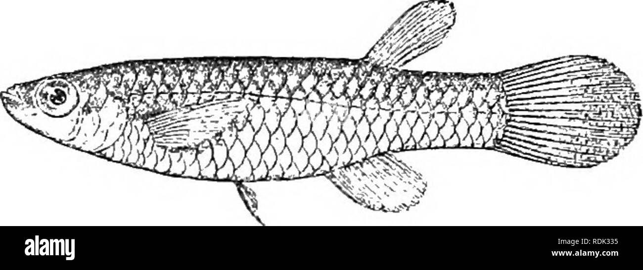 Catalogo De Los Peces De Agua Dulce De Africa En El Museo