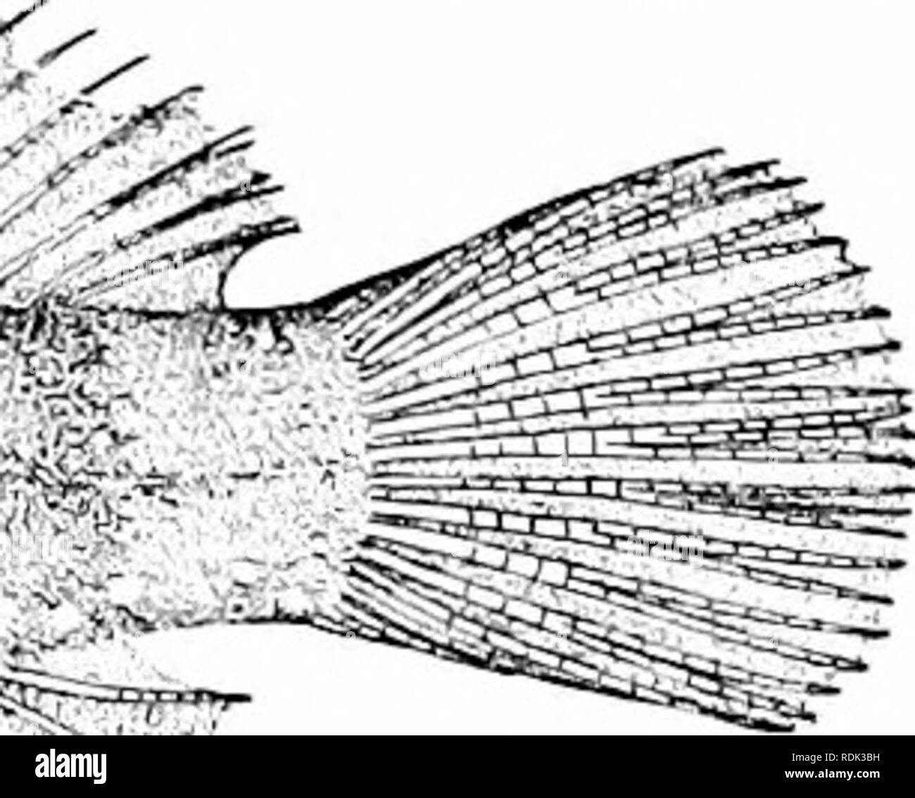 . Una guía para el estudio de los peces. Peces; Zoología; Peces. Fig. 449.-Bhnnius cristatus L. Florida. especie de largo, Fang-like caninos posterior son desarrollados en las mandíbulas. Blennius está representado en Europa por muchas especies, Blen- nius galerita, ocellaris y basiliscus estando entre las más com- mon. Algunas especies habitan lagos italianos, habiendo asumido el hábito de agua fresca. Las especies americanas niimerous principalmente. Por favor tenga en cuenta que estas imágenes son extraídas de la página escaneada imágenes que podrían haber sido mejoradas digitalmente para mejorar la legibilidad, la coloración y el aspecto de estas ilustraciones pueden no perfecta Foto de stock