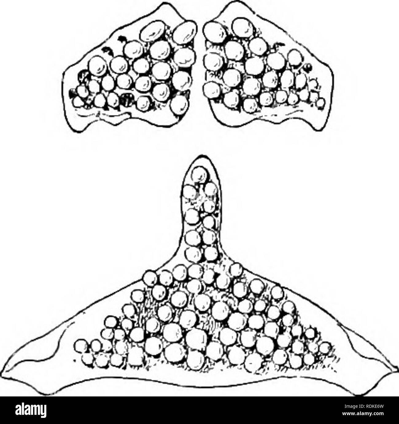. La historia natural de Cambridge. La zoología. ACANTHOPTERYGII 6/3 La familia se supone para ser representados en el Eoceno superior y el Mioceno inferior de Italia por el extinto género Odonteus. Fam. 35. Labridae.-No subocular estante; entopterygoid presente; paladar desdentados; dientes anteriores de las mandíbulas generalmente fuertes y canino-like, a menudo los dientes laterales soldadas en la base; menor pharyngeals totalmente unida en un hueso, con forma cónica o dientes tuberculosa. Las vértebras con procesos transversales desde el tercero; todas las costillas adjuntas a los procesos transversales. Labios gruesos. Dos fosas nasales a cada lado. G-malos membr Foto de stock