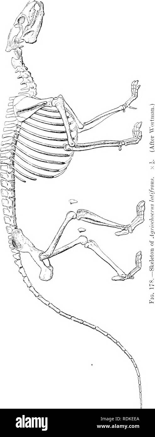 . La historia natural de Cambridge. La zoología. FROTOREODON. jóvenes. Hay varias especies. La Agri- ochoerus, como Oreodon y primitivo Ungu- lates, en general, había una larga cola. El género, por lo tanto, muestra una mezcla de antiguo y especial- ides caracteres. La forma más antigua de Oreodont es Protoreodon. Esto es Eoceno y extinguida durante ese período. Tenía una dentadura, com- pleta órbita abierta, y no lachry- fosa mal. La palestra- pies eran cinco vetado, hind cuatro vetado. Fam. Theriidae Anoplo-. - Esta familia es enteramente eoceno en punto de tiempo, y es desconocido fuera de Europa. La dentición del gro Foto de stock