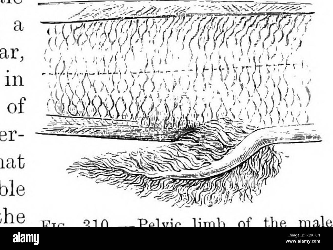 La Historia Natural De Cambridge La Zoología 517 Dipneusti