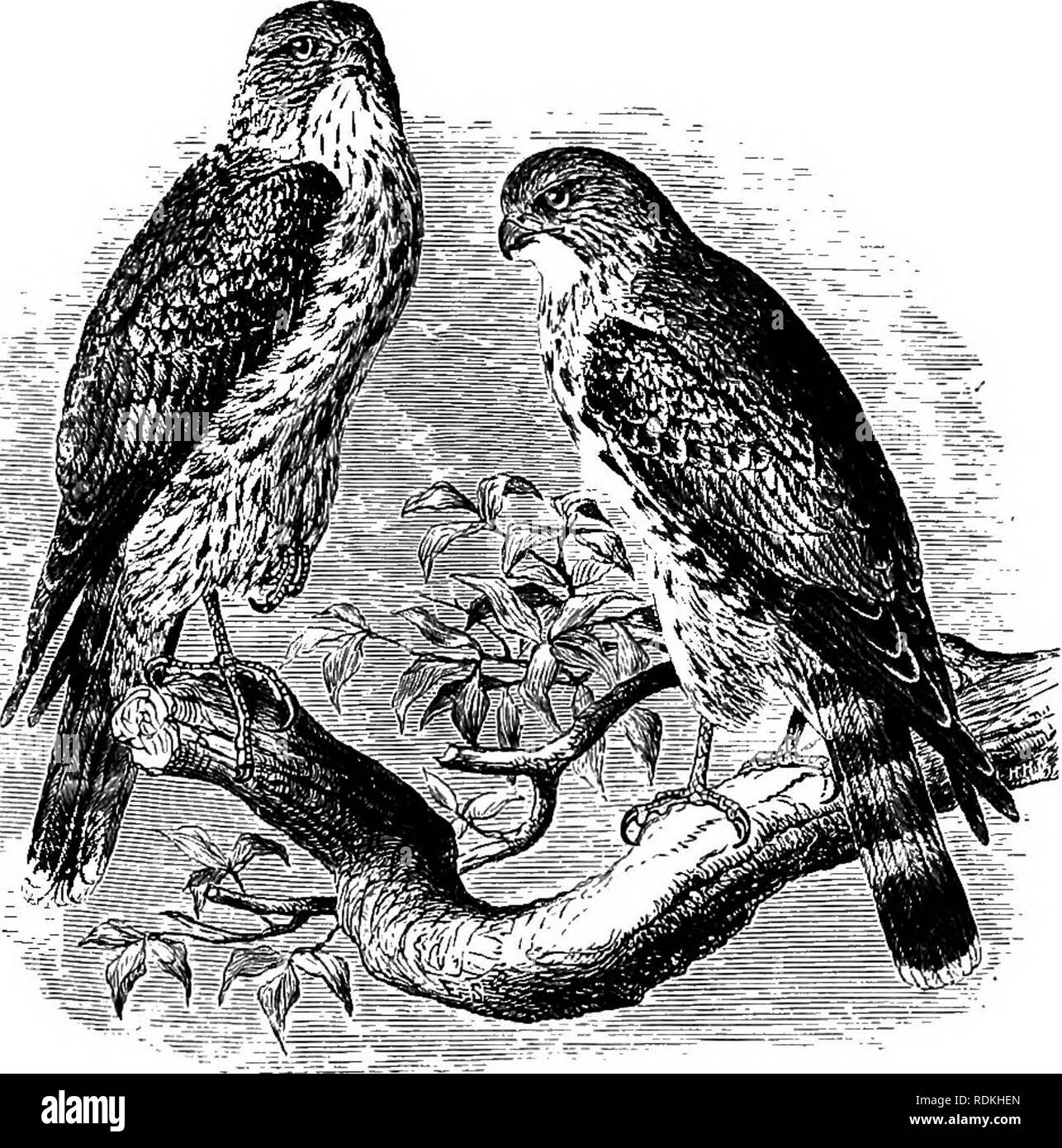 Las aves de Illinois y Wisconsin. Las aves; aves. 480 El Museo Field de  Historia Natural, zoología, Vol. IX.. Pigeon Hawk. y buff; primarios, brown  apizarradas, prohibido con blanco; en el