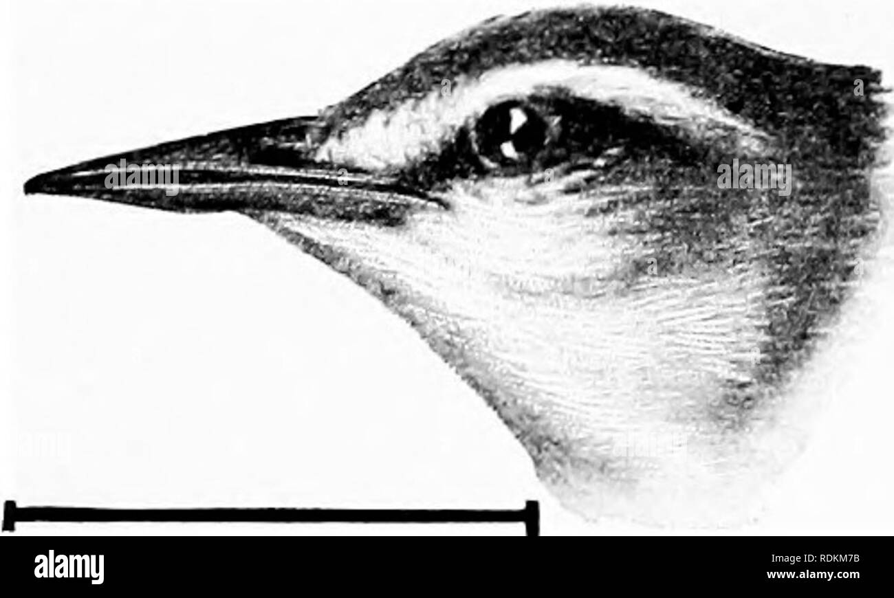 . Las aves de los Estados Unidos al este de las Montañas Rocosas, un manual para la identificación de especies en la mano o en el monte. Las aves. FAM. VII. Currucas de madera 77. La longitud Swakson reinitas, 5^ ; ala, 2F (2|3) ; la cola, 2^ ; tarso, f ; culmen, J. oriental de los Estados Unidos, el norte de Virginia y el sur de Michigan ; al sur en invierno hacia el norte de América del Sur; raza- ing en toda su gama de Estados Unidos. 3. Swainson la curruca mosquitera (638. Helinhia swainsdnii).-una curruca pardusco, con partes inferiores blanquesinas, inclinados a amarillo en el centro y en los lados grisáceo. Esta tierra de los estados sureños de reinitas es Foto de stock