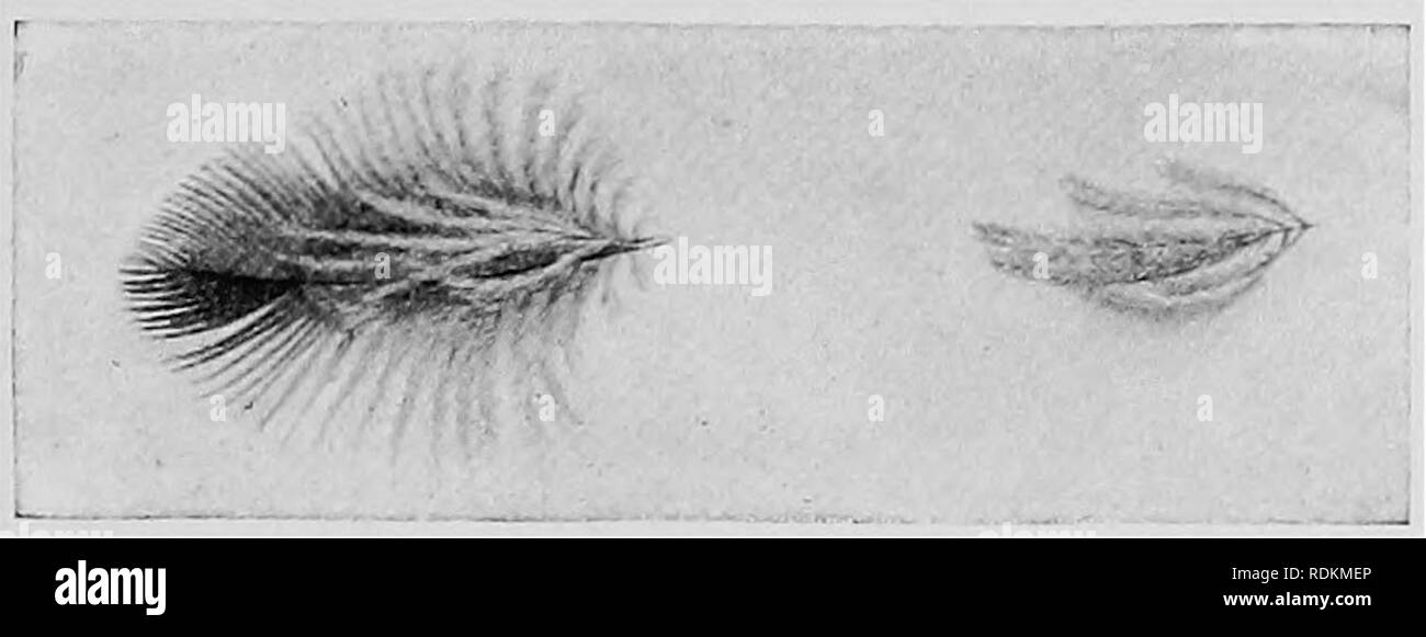 la pluma y sus partes