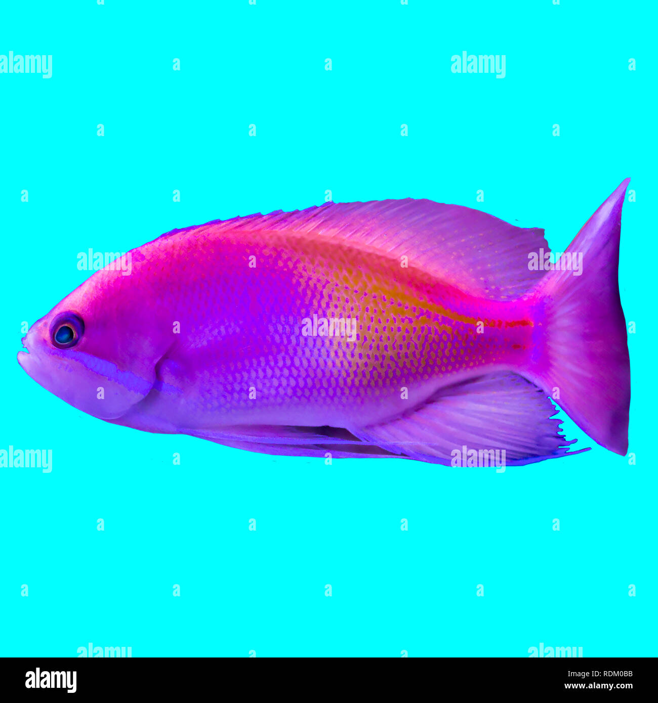Rojo peces tropicales del Océano Índico. Pseudanthias .foto aislado sobre fondo azul. Sitio web sobre la naturaleza, los peces de acuario, la vida en el océano . Foto de stock