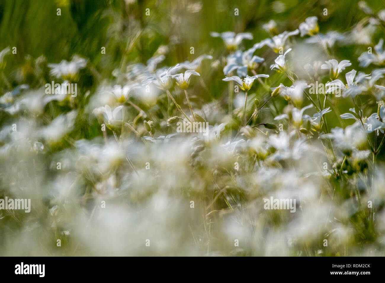 Flores silvestres blancas fotografías e imágenes de alta resolución - Alamy Flores silvestres blancas fotografías e imágenes de alta resolución - Alamy