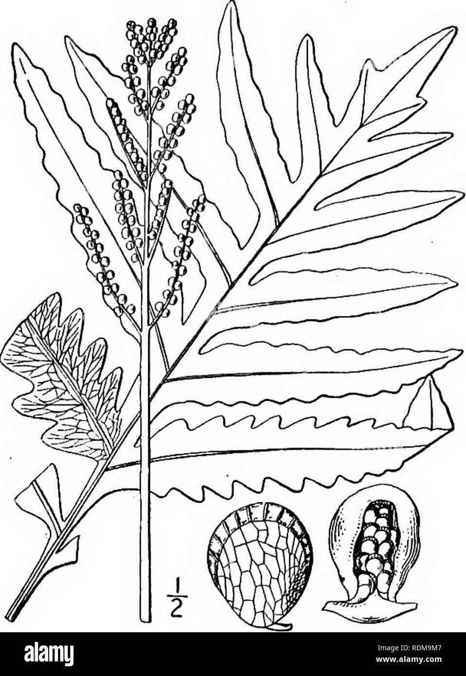 . Un ilustrado de la flora del norte de Estados Unidos, Canadá y las posesiones británicas, desde Terranova hasta el paralelo de la frontera meridional de Virginia, y desde el océano Atlántico hacia el oeste hasta el meridiano 102d. La botánica; la botánica. Género i. Familia de helechos. 11 Yo. Onoclea sensibilis L. sensible helecho. Fig. 21. Onoclea sensibilis L. sp. PI. 1062. 1753. Portainjerto más esbelta, copiosamente enraizamiento. Fer- hojas de mosaico i°-2j° alta, persistente durante el invierno, la parte fértil bipinnate, mucho contratado, el corto pinnules enrollada en baya-cerrado como órganos y formando un estrecho cerca de panoja. Ster Foto de stock