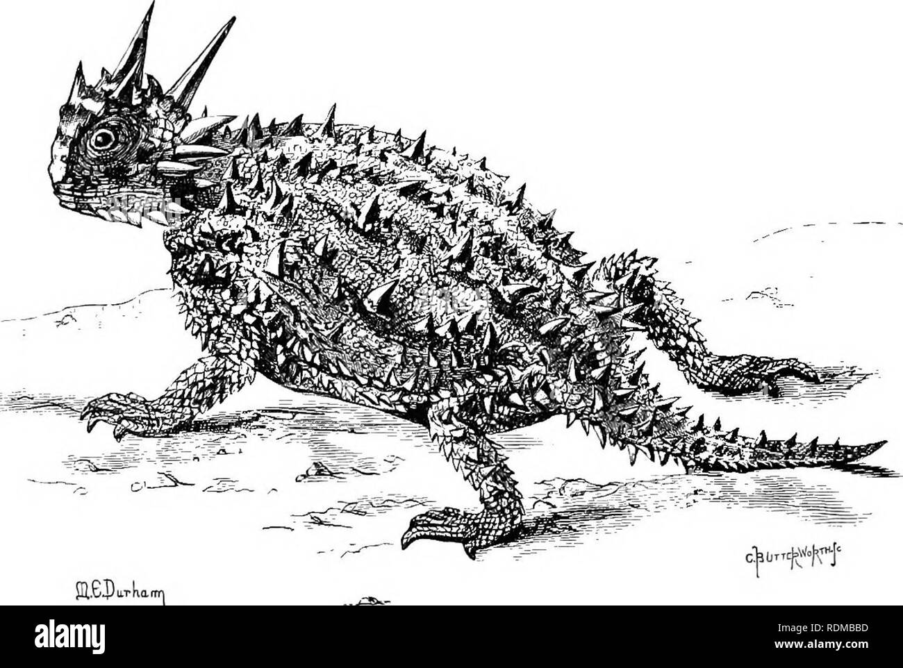 La Historia Natural De Cambridge La Zoologia 5 34 Lacertae Chap De Prominentes Cornisas Y Estan Protegidos Por Una Serie De Pequenas Espinas Las Escamas Ventrales Son Keeled Las Partes Inferiores