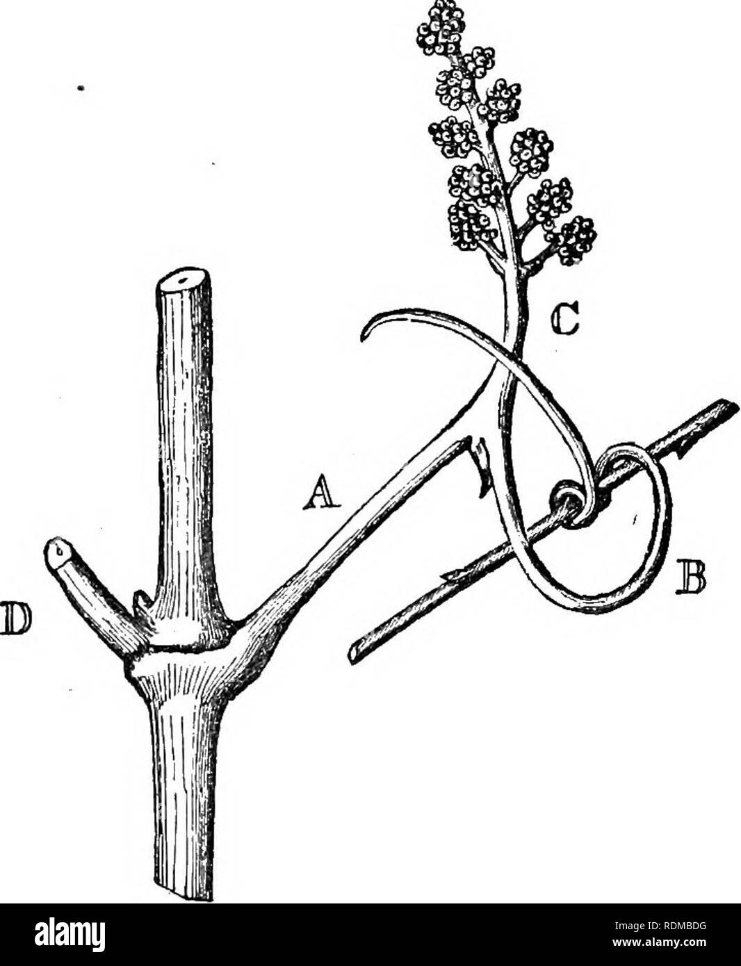 Los movimientos y hábitos de las plantas trepadoras. Las plantas trepadoras;  Plantas. El capítulo IV. VITACEiE. 139 Varios autores (Palm, pág. 55; Mohl,  pág. 45; Lindley, &c.) creen que los zarcillos