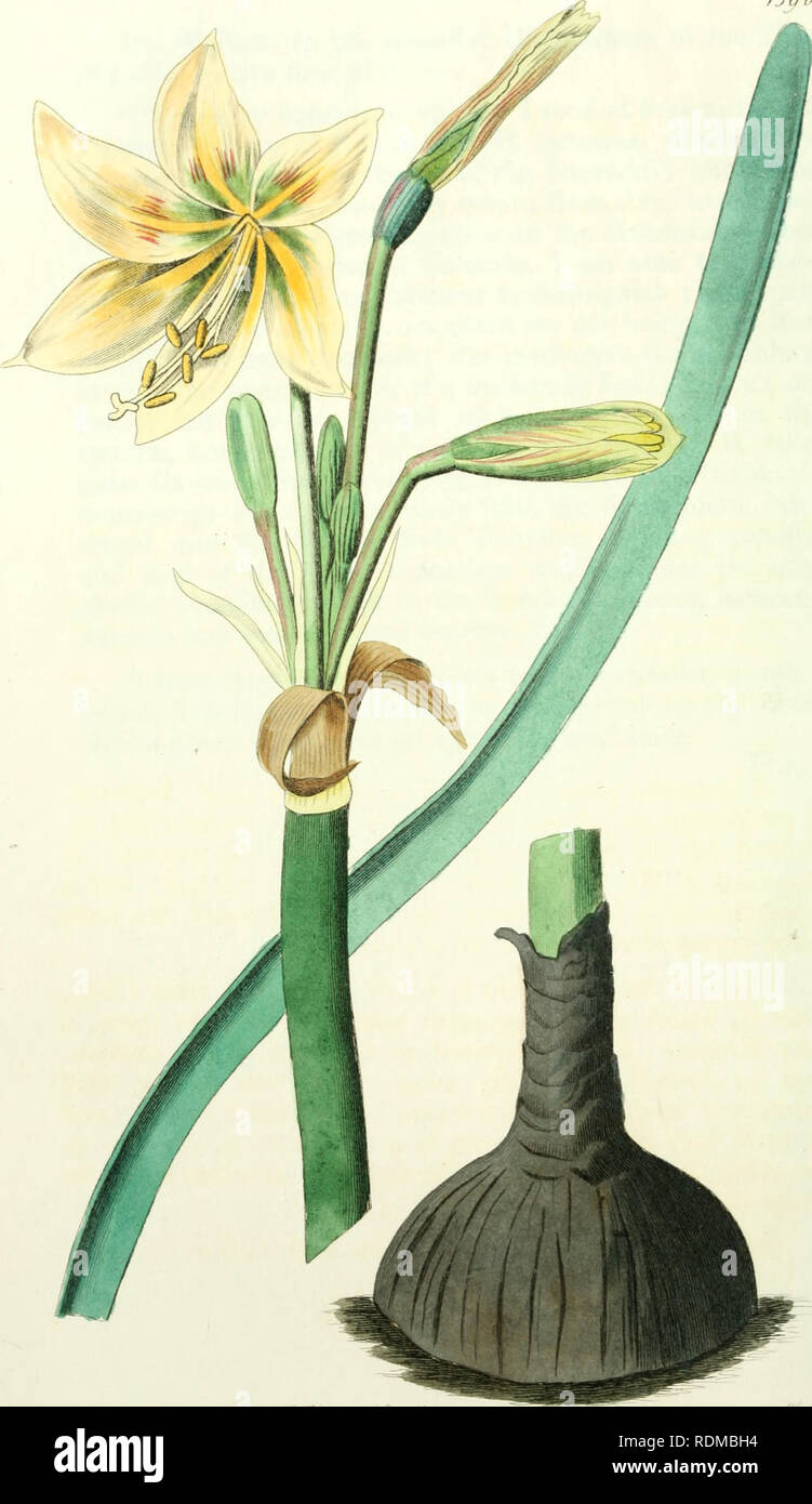 . Edwards registrar o botánico, jardín de flores ornamentales y arbustos ... Plantas ornamentales, -- Gran Bretaña; Plantas ornamentales, -- Gran Bretaña; Planta Introducción -- Gran Bretaña; plantas exóticas -- Gran Bretaña; Ilustración botánica -- Gran Bretaña; Ilustración botánica -- Gran Bretaña; plantas; Plantas. /J.. Por favor tenga en cuenta que estas imágenes son extraídas de la página escaneada imágenes que podrían haber sido mejoradas digitalmente para mejorar la legibilidad, la coloración y el aspecto de estas ilustraciones pueden no parecerse perfectamente a la obra original. Edwards, Sydenham, 1769?-1819; Lindley, Juan, 1799-18 Foto de stock