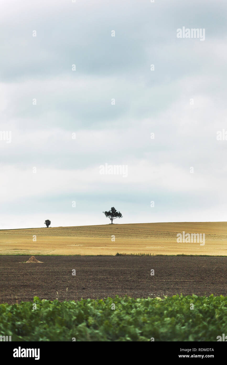 árbol en un campo Foto de stock