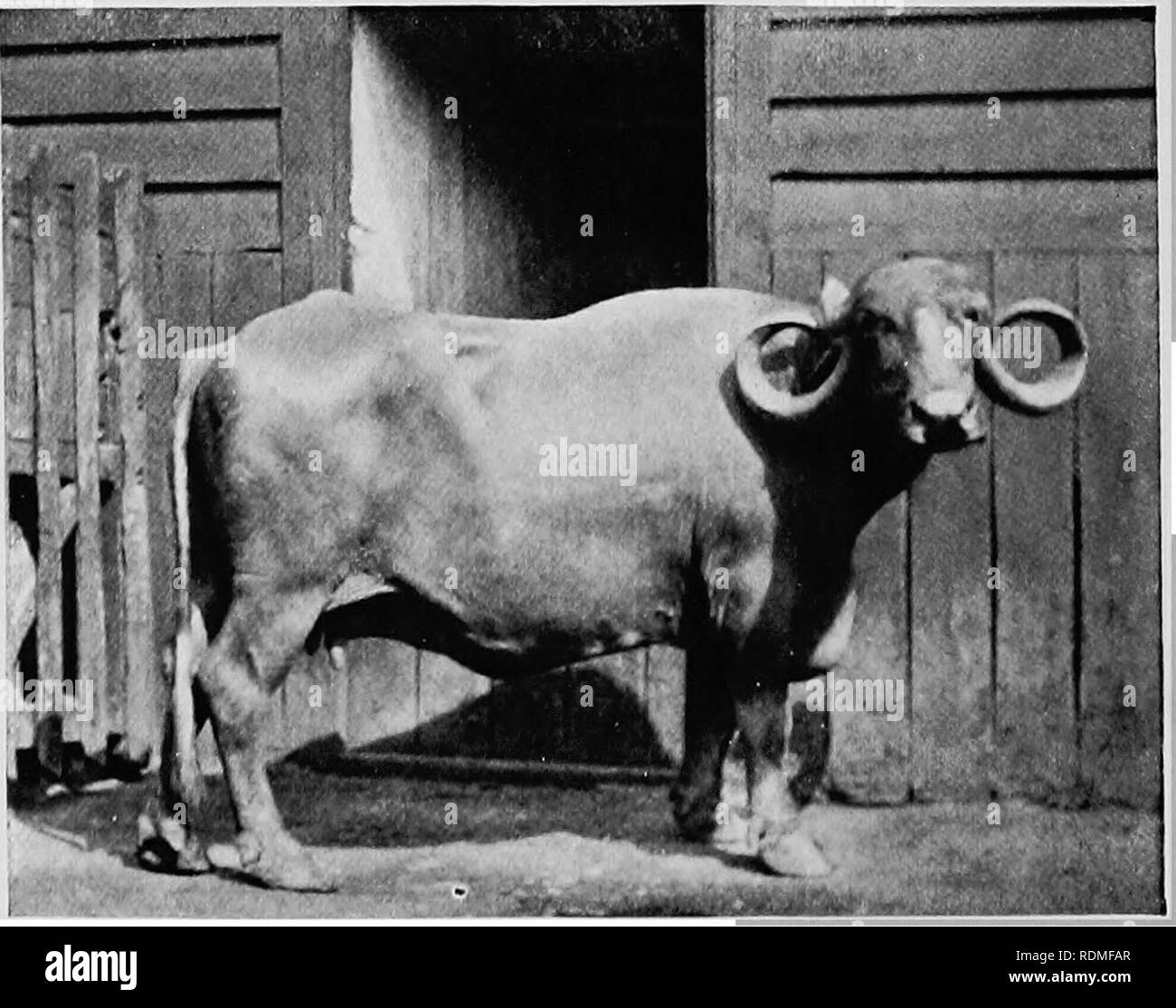 Los mamíferos de otras tierras;. Los mamíferos. CAPE BUFFALO Note la  diferencia llamativa representada en esta página la fwo betiueen especies  de Buffalo - El Indio y el cabo nición." La