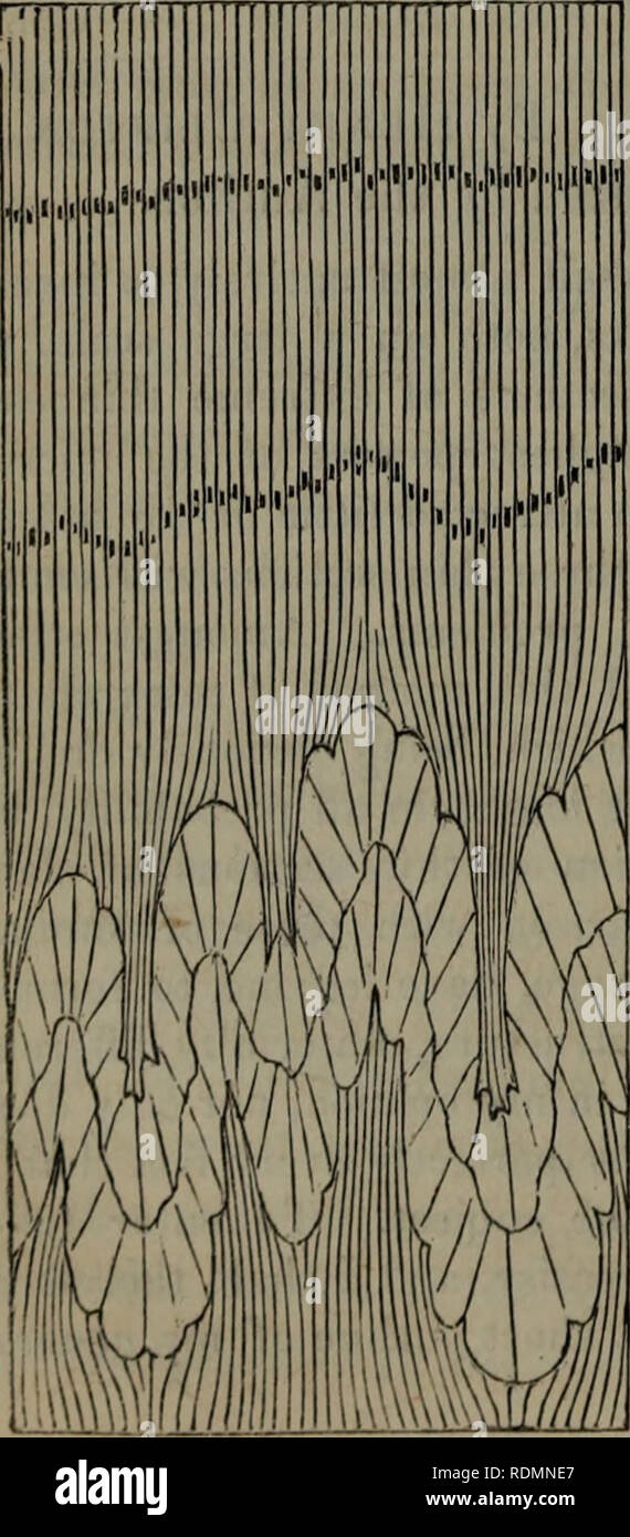 . Revista filosófica nueva de Edimburgo. 138 Henry Clifton Sorby del profesor Phillips y el Sr. Daniel Sharpe han evidenciados que los restos orgánicos encontrados en rocas de pizarra indican un cambio de sus dimensiones; y fue en sus observaciones que primero me llevó a probar la teoría mecánica, como el aplicado a explicar la estructura microscopi- cal. Estoy totalmente dispuesto a fundamentar sus observa- ciones, y también se han determinado una serie de otros hechos, demostrando, de una manera igual de concluyentes, rocas de pizarra que han experimentado un gran cambio en sus dimensiones mecánicas, que el cambio es invariablemente volver Foto de stock