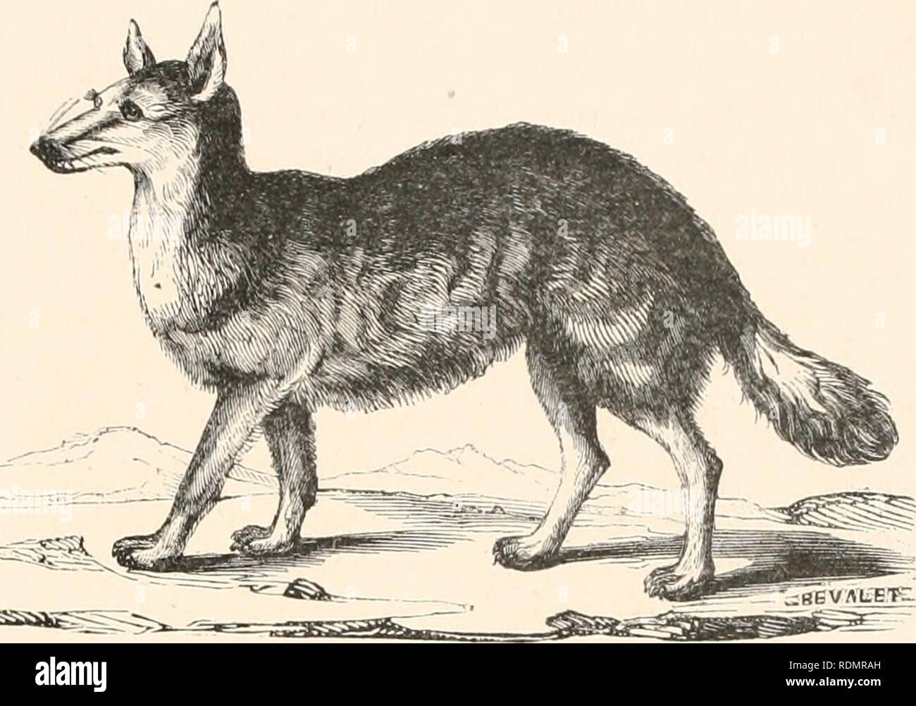 . Encyclopédie d'histoire naturelle; ou, Traité complet de cette ciencia d'après les Travaux des naturalistes les plus éminents de tous les pays et de toutes les époques: Buffon, Daubenton, LacéPí¨de Cuvier, G., F. Cuvier, Geoffroy Saint-Hilaire, Latreille, De Jussieu, Brongniart, etc. Historia Natural. Â.^ESSà ùtf^ Fin. 1. CttKi liroptis.s.o.. Por favor tenga en cuenta que estas imágenes son extraídas de la página escaneada imágenes que podrían haber sido mejoradas digitalmente para mejorar la legibilidad, la coloración y el aspecto de estas ilustraciones pueden no parecerse perfectamente a la obra original. Chenu, Jean Charles, Foto de stock