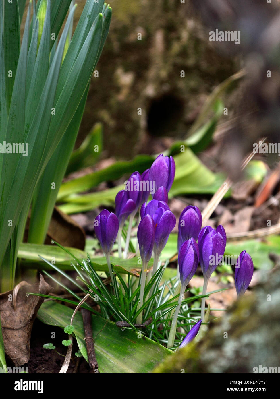 Púrpura de primavera en el jardín, en el Crocus Crocus Vernus Foto de stock