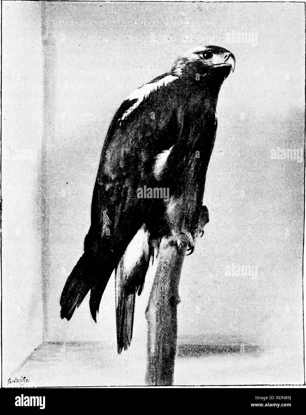 España silvestres (Espan?una agreste): los registros de deporte con rifle,  varilla y pistola; historia natural y la exploración. Historia natural; la  caza, la caza y las aves. 198 WILD España. .Pero