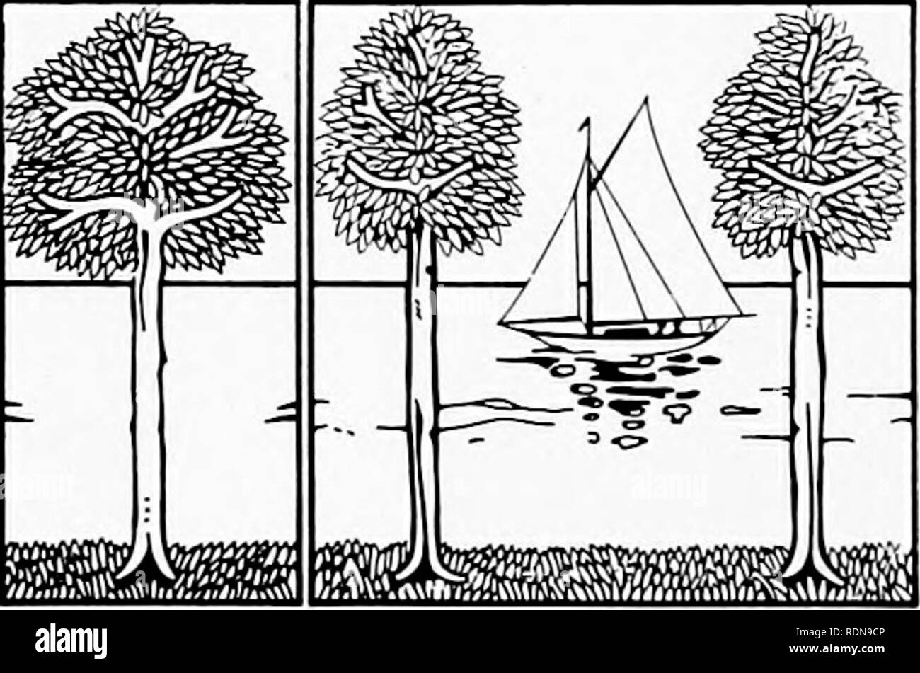Jardinería práctica : la importancia de una planificación cuidadosa, la  localización de la casa, el arreglo de paseos y unidades, construcción de  unidades y paseos, jardines y terrazas, cómo plantar una