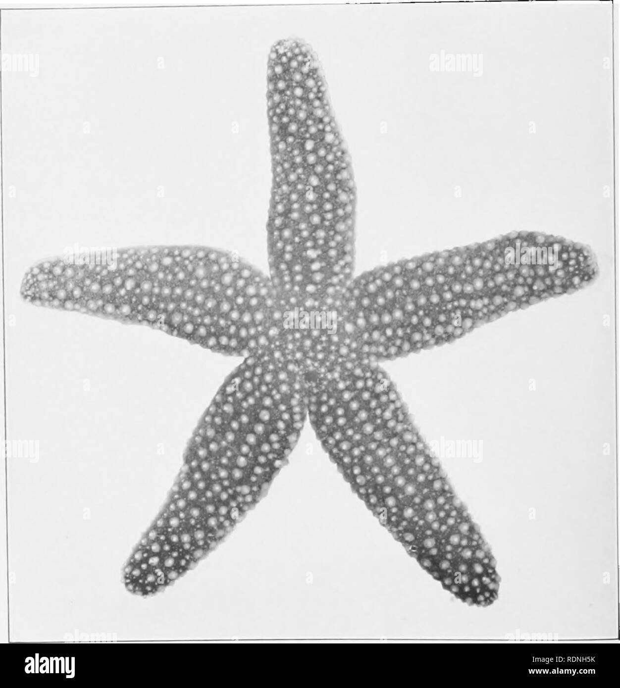 ejemplos de equinodermos