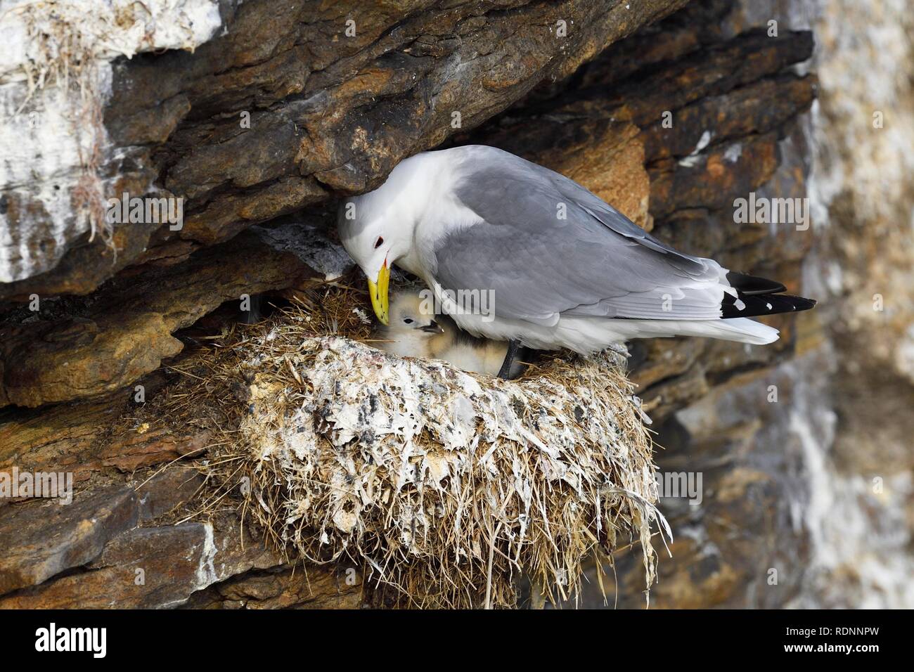 Kittiwake (Rissa tridactyla), pájaro adulto con pollitos en el nido, Varanger, Noruega Foto de stock