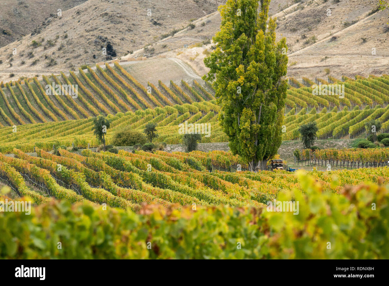 Viñedos en otoño a lo largo de Felton Road, en la región vinícola de Central Otago cerca de Cromwell, Isla del Sur, Nueva Zelanda. Foto de stock