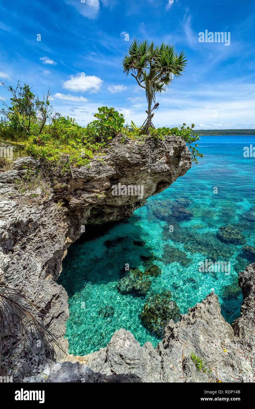 Vista de un solo árbol en la cima de un acantilado curvo con hermosas aguas turquesa de la isla de Mare, Nueva Caledonia Foto de stock