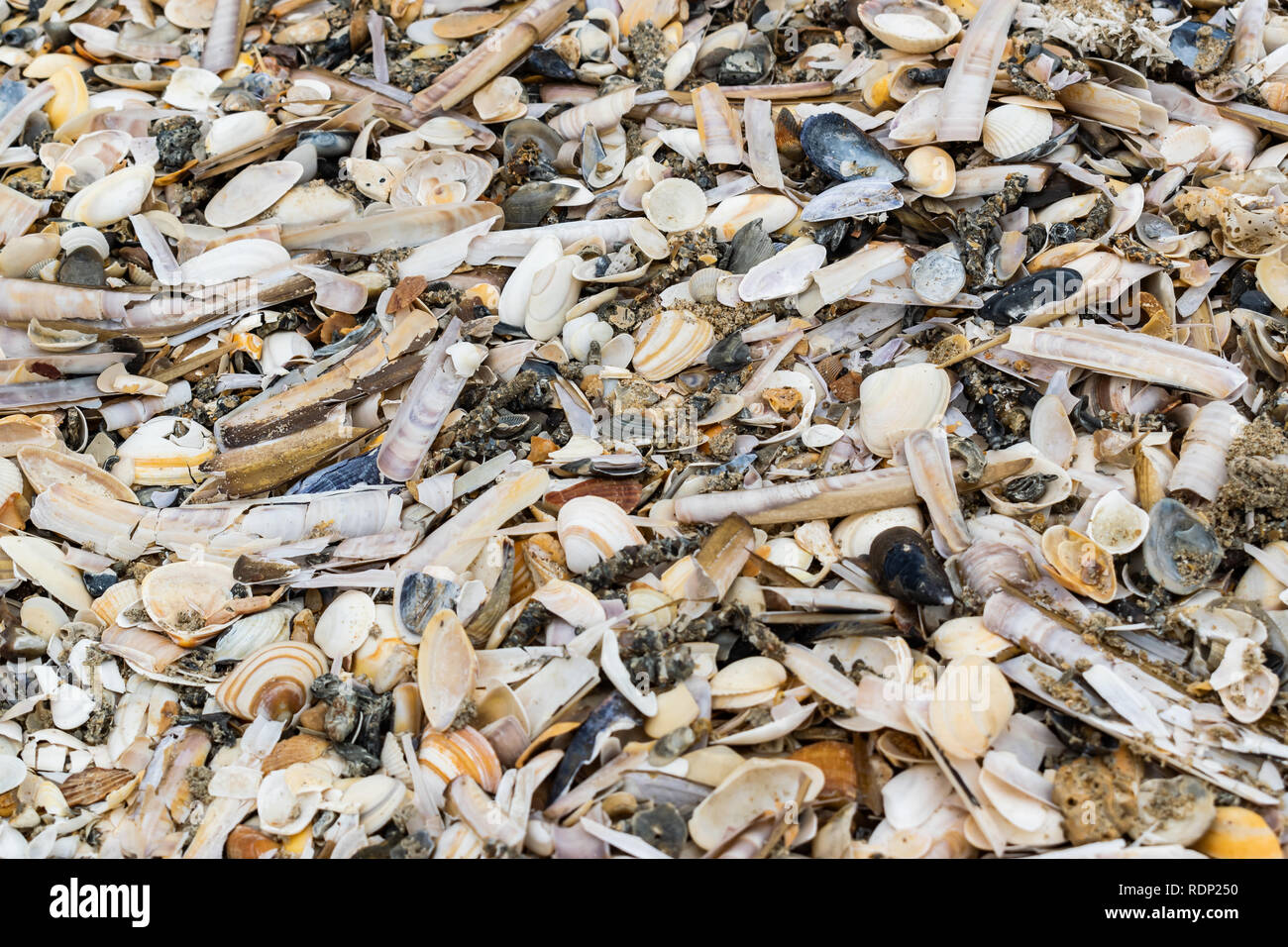 Conchas antiguas, los mejillones y las almejas en la arena de la playa de mar.Textura del fondo. Foto de stock