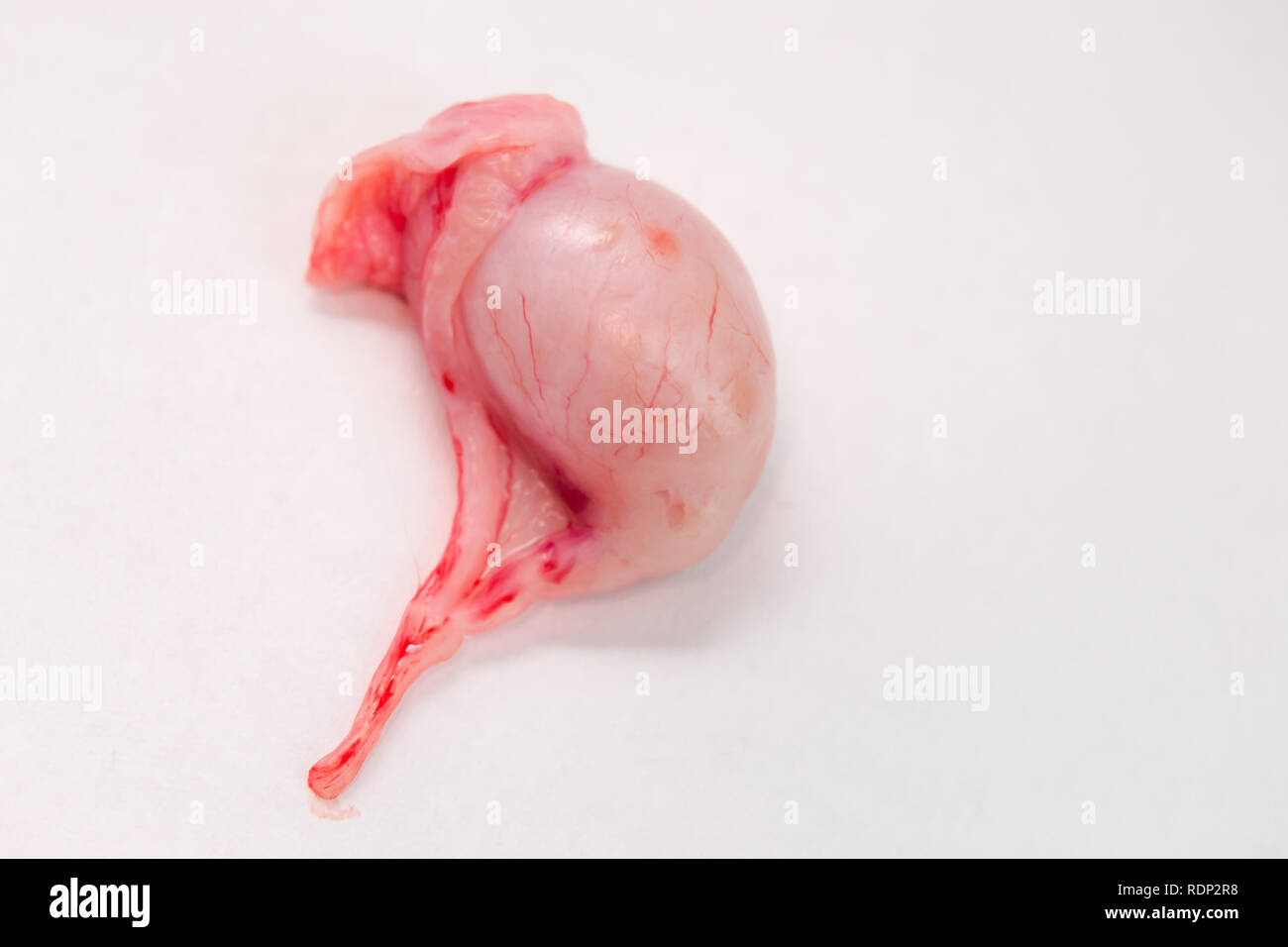 Gato adulto testículo en superficie blanca Fotografía de stock - Alamy