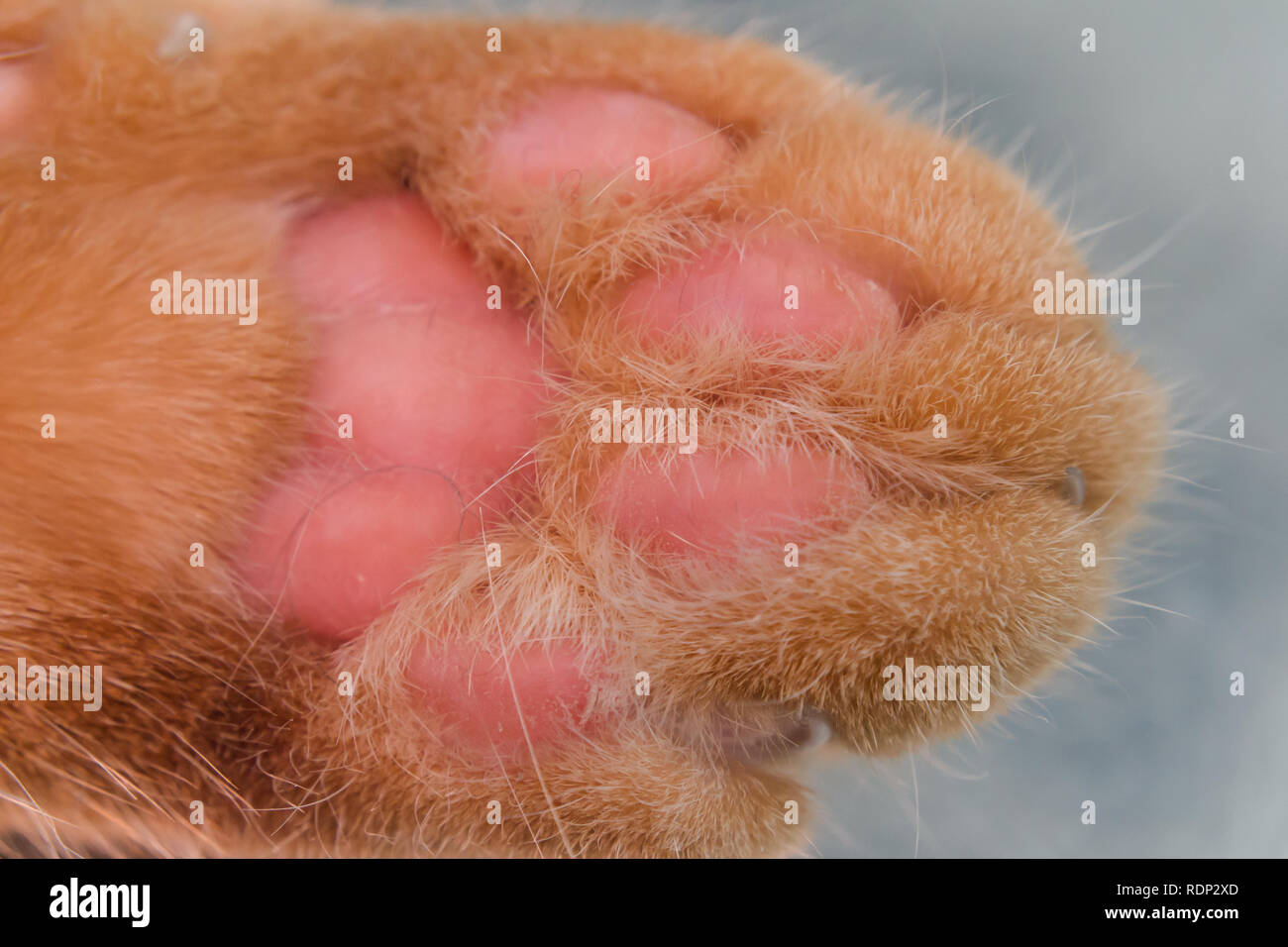 Alergia A Los Gatos Fotos e Imágenes de stock Alamy Alergia A Los Gatos Fotos e Imágenes de stock Alamy