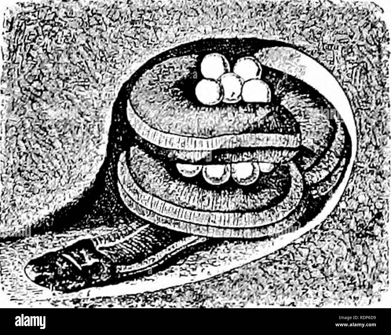 variaciones de color ajolote