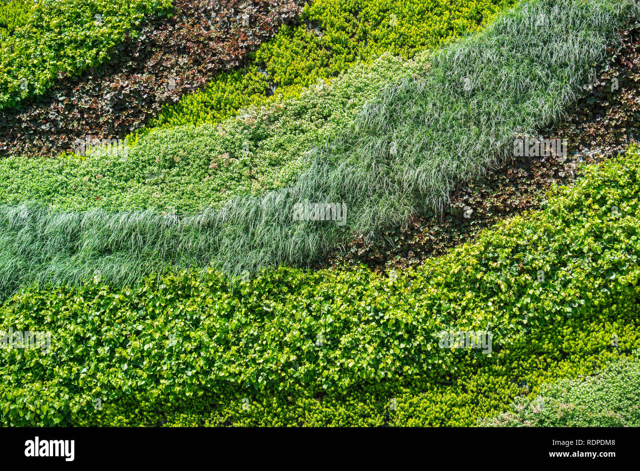 Pared verde, ecológico jardín vertical con una gran variedad de plantas textura Foto de stock