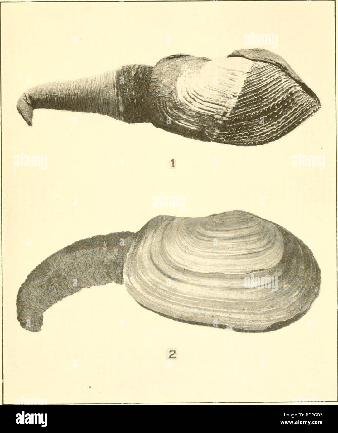 . El comestible, almejas, mejillones y vieiras de California. Los moluscos y crustáceos. Placa es.. Por favor tenga en cuenta que estas imágenes son extraídas de la página escaneada imágenes que podrían haber sido mejoradas digitalmente para mejorar la legibilidad, la coloración y el aspecto de estas ilustraciones pueden no parecerse perfectamente a la obra original. Weymouth Frank Walter; California. Laboratorio Estatal de Pesca; California. La Comisión de Caza y pesca. : California Sacramento State Printing Office Foto de stock