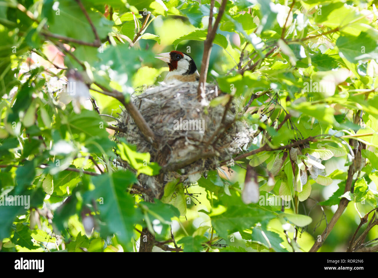 Jilguero en el nido fotografías e imágenes de alta resolución - Página 2 -  Alamy