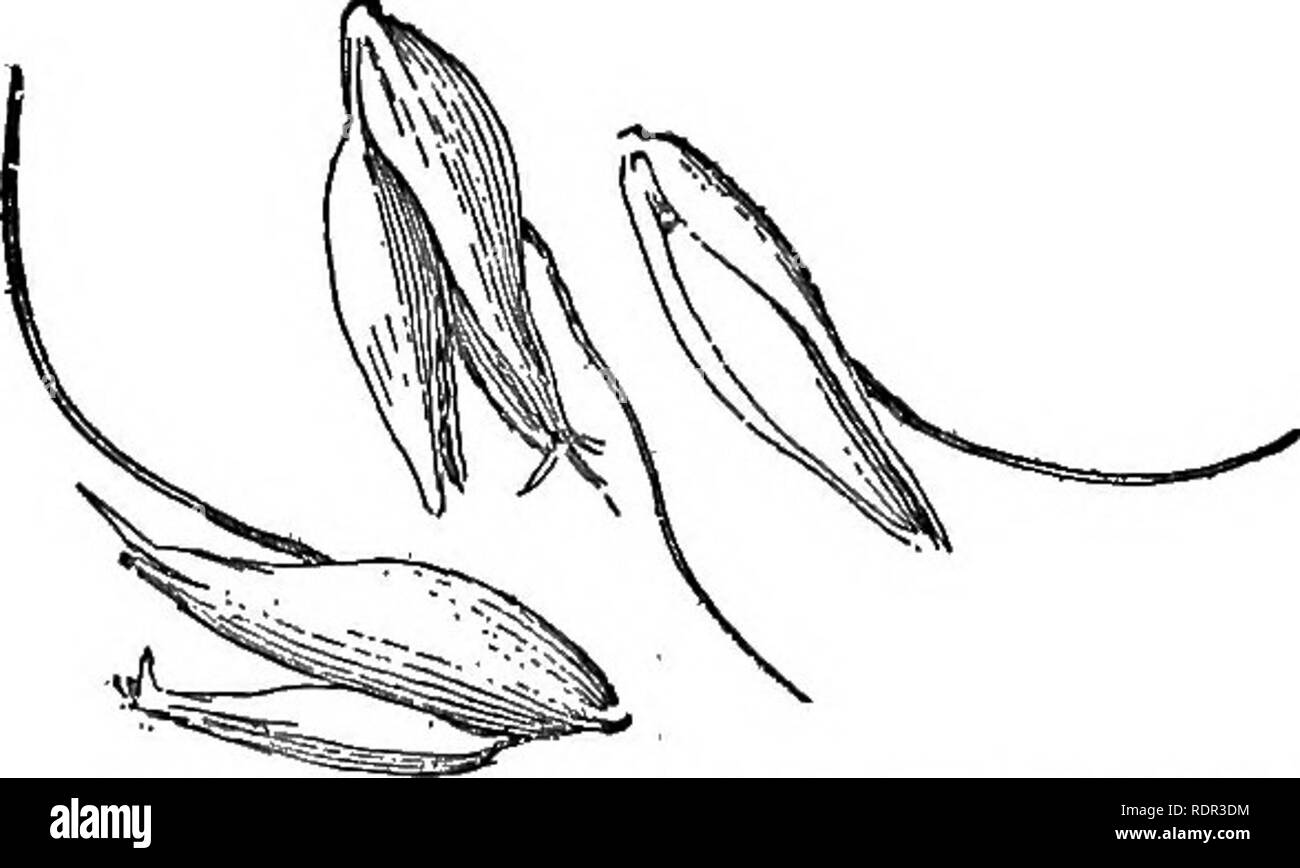 . Cyclopedia de cosechas agrícolas, un conocido estudio de cultivos y métodos de decisiones en los Estados Unidos y Canadá. Los productos agrícolas; la agricultura. El carácter de la "," _ _ .. J. edafoclimáticas condi- Fie. 718. Esparcir la avena. ,. ., , I j J. Mala cabeza. Compara ciones dependerá en buena medida de deter- con Fig. 717 para una lección mía que de estos varie- m la selección de semillas. ,. I n i_ lazos serán cultivadas m cualquier localidad. Los experimentos demuestran que, en general, no hay ninguna ventaja en el rendimiento por acre de avena hav- miento de las panículas abiertas sobre quienes tienen la panoja cerrado. Éstas son las variedades más robustas y son deshacer Foto de stock