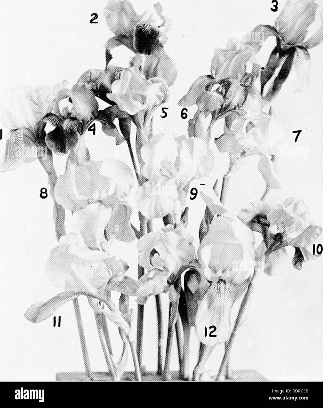 . Tall barbado iris (Fleur de Lis) una flor de canción; nombres, clasificación, estructura, siembra, cuidado, enemigos, propagación hibridismo, envío, USA. Iris (Plantas). 38 Altos de Iris Barbado. te!!?"":como4t:^S I'lG. II.-Tall barbudo, Jacquesiana Irises I: S. cobrizos crimson; F. granate. 2, Prosper Laugier: S. bronce rojo; F. ruby-pnrplc. !, Eldorado: color naranja amarillento sombreada con heliotrope; F. pui'ple con brr)n/.e-'cllow. 4, Monseñor: S. satin}' 'iolet; F. púrpura, carmesí con li:jliter margen. ^. Lcirelc)": S. amarillo; '. ultramarino, bordeado con crema. 6, Sherwin-W'derecha: S. Y F. }ellow. Foto de stock