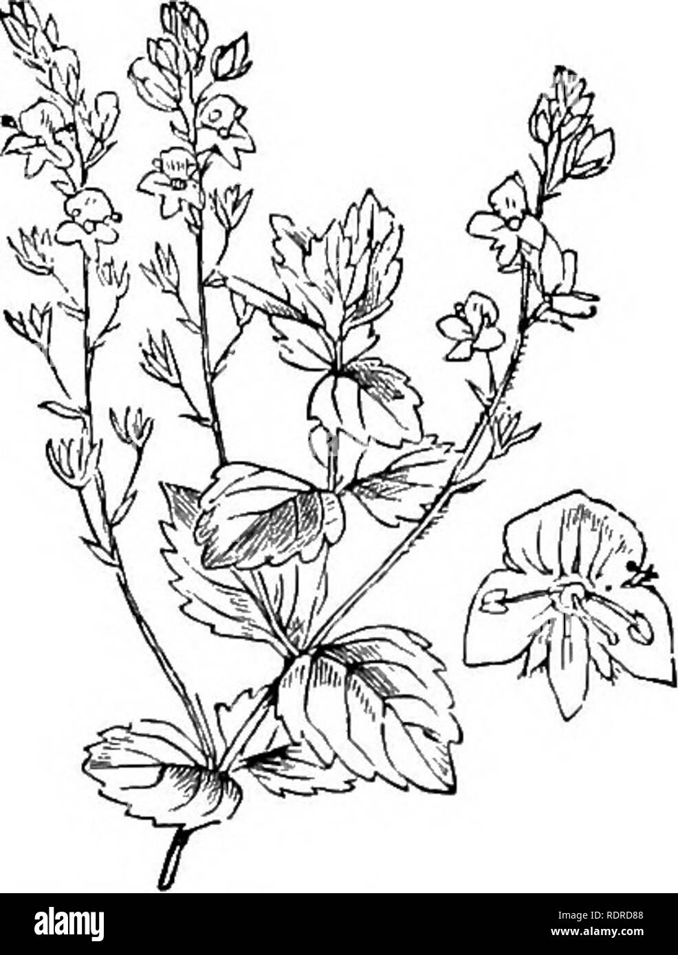 Notas sobre la historia de vida de British plantas en floración. La  botánica, ecología vegetal. 314 British plantas en floración.  V.  arvensis, y V. triphyllos. En la segunda las semillas