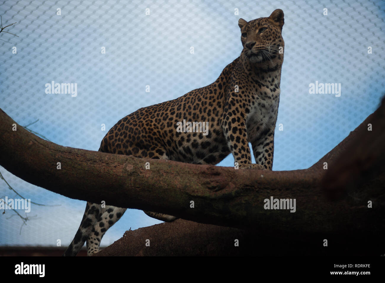 Un leopardo se ve en la parte superior de una sucursal de su receptáculo en Bioparc Fuengirola, cerca de Málaga. Foto de stock