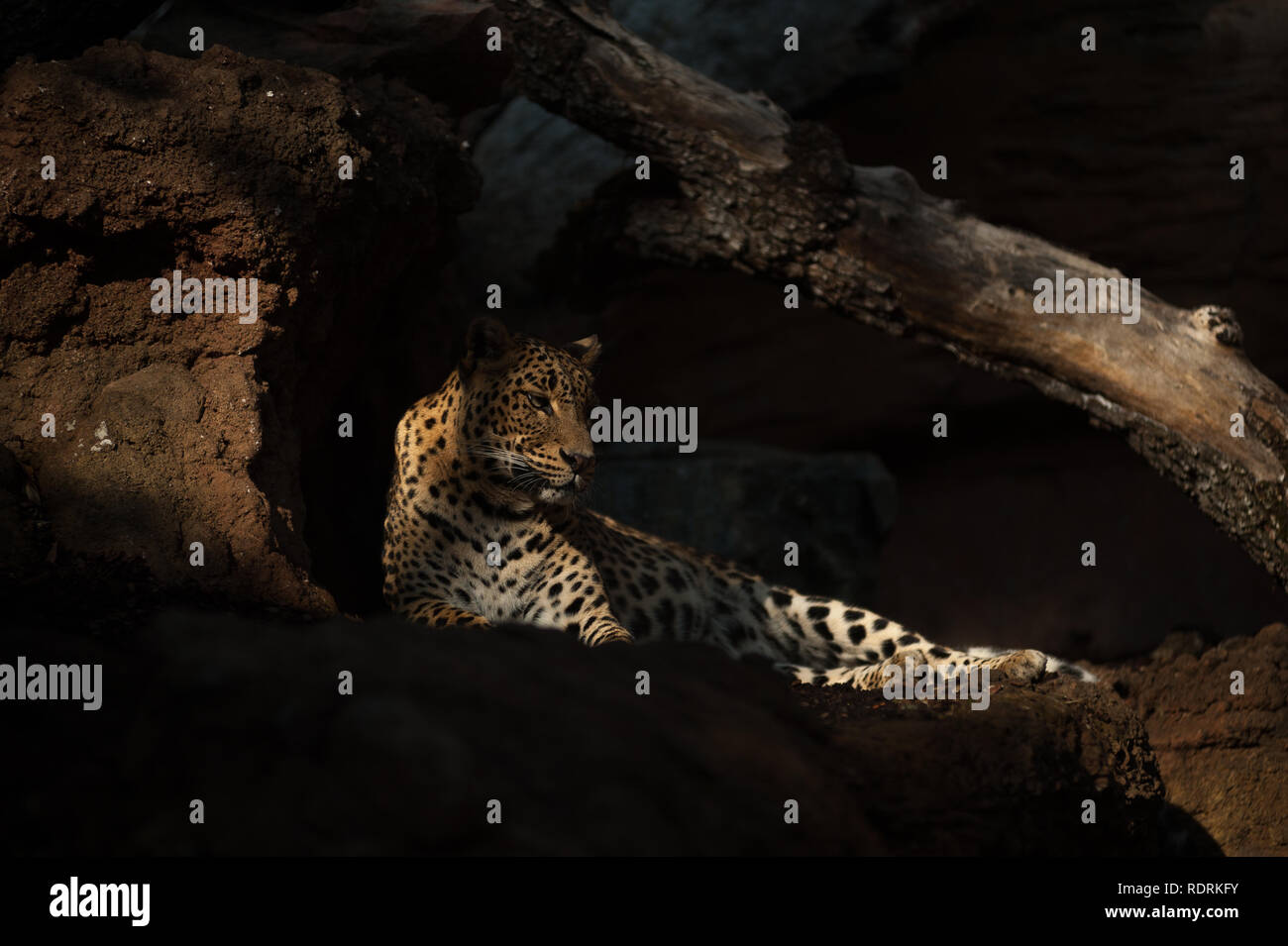 Un leopardo es visto descansando en su receptáculo en Bioparc Fuengirola, cerca de Málaga. Foto de stock