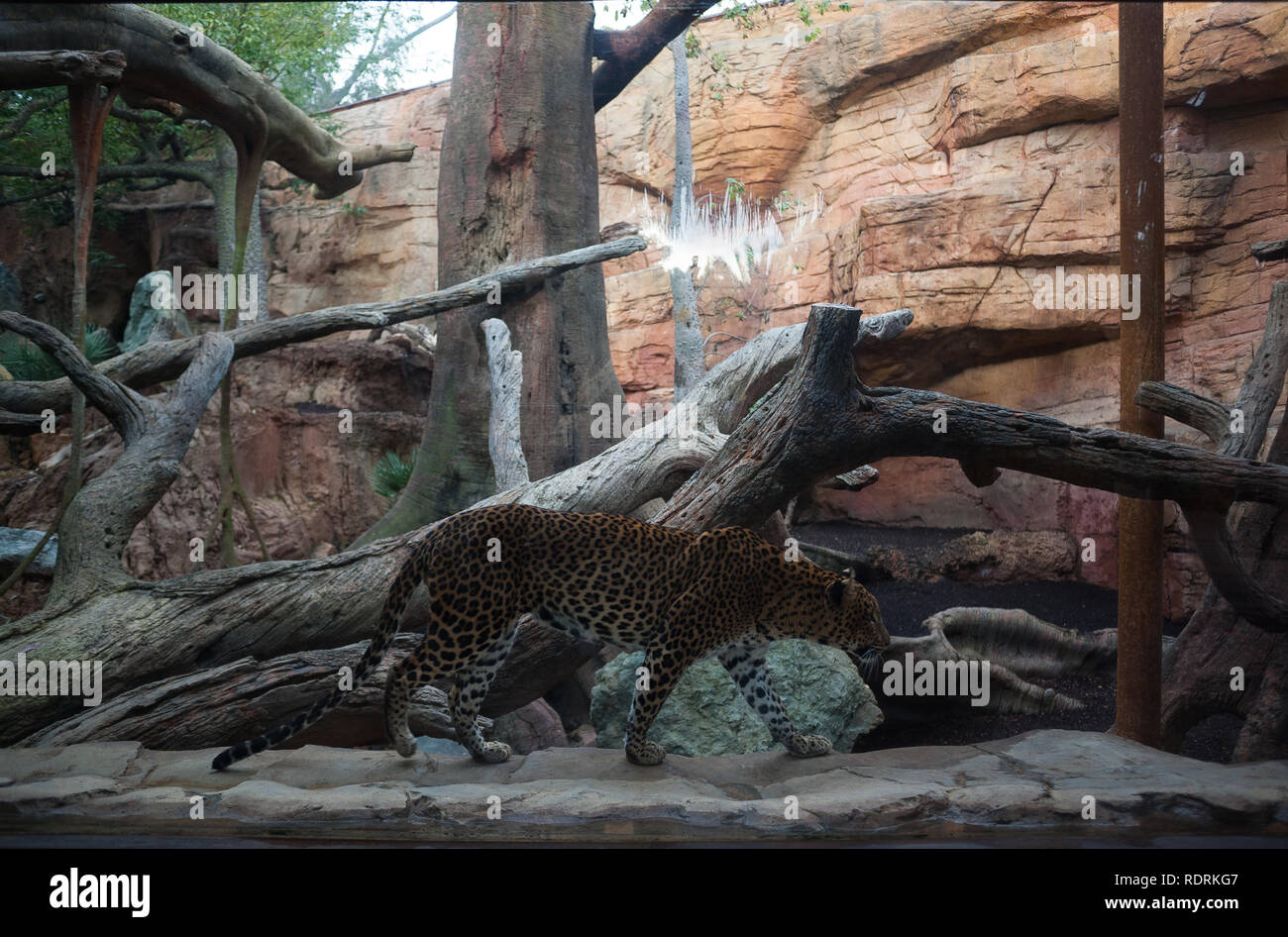 Un leopardo es visto caminando en su receptáculo en Bioparc Fuengirola, cerca de Málaga. Foto de stock