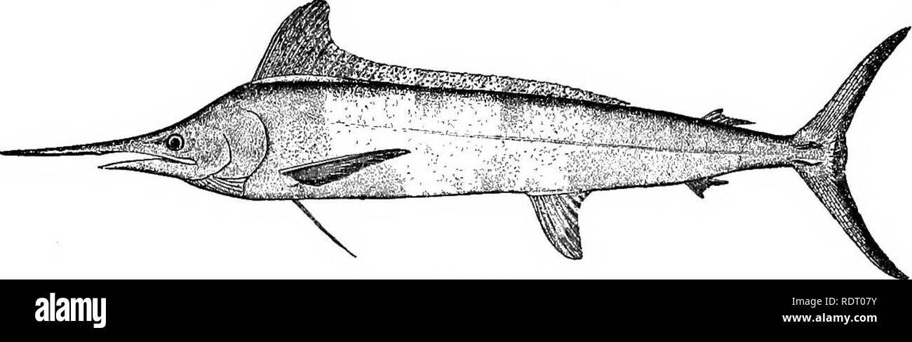 American peces; un tratado sobre el juego popular y comida de peces de  América del Norte, con especial referencia a los hábitos y métodos de  captura. Los peces. El pez espada,