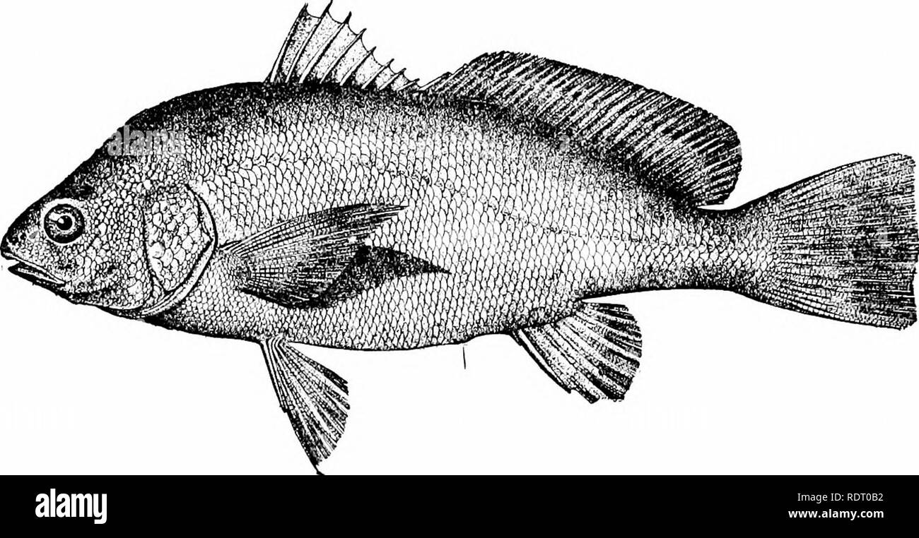 Comida Americana Y Peces De Juego Un Relato Popular De Todas Las