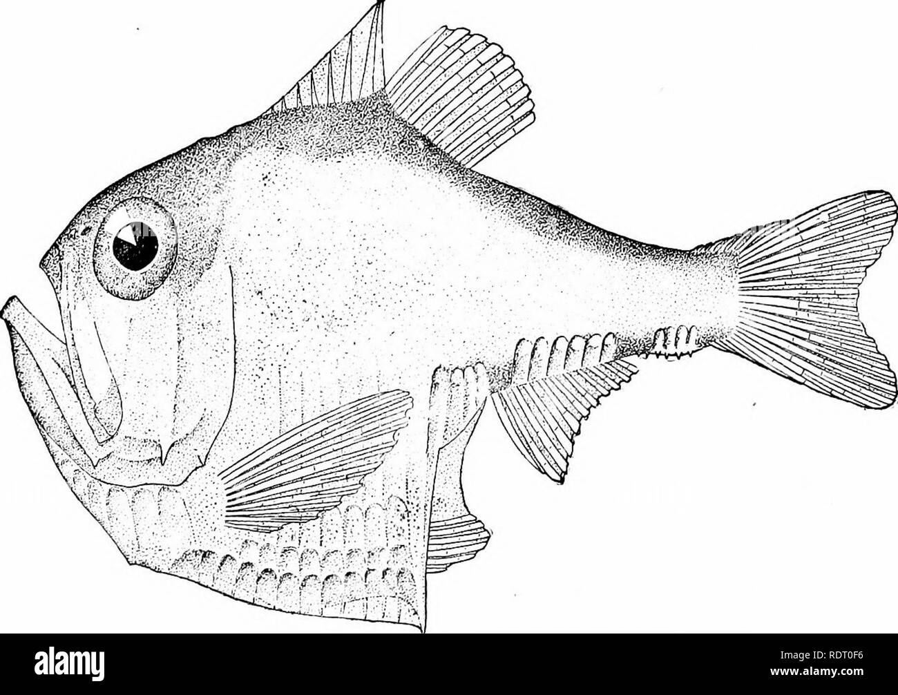 Los peces. Los peces. 62 adaptaciones de los peces en el proceso de  especialización mayor complejidad ha sido añadido. Los órganos luminosos de  algunos peces se asemejan a la supuesta estructura