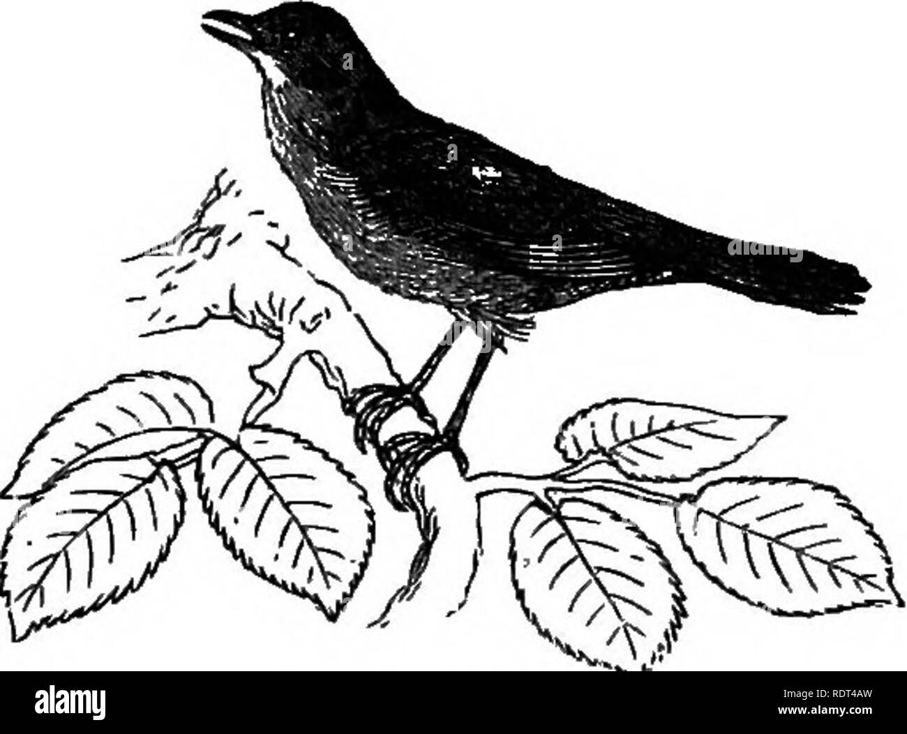 . Mi jardín, su plan y su cultura junto con una descripción general de su geología, botánica e historia natural. Jardinería. Fig. 1183.-Curruca Capirotada. Fig. 1184.-Chiff-paja.. sylvielld), la Reinita Amarilla de madera {Sylvia sylvicola), la curruca {Sylvia Trochilus Sauce), y la paja-Chiff {Sylvia rufa, fig. 1184). Por último, por encima de todos los demás reinitas, e indudablemente en el canto superior a cualquier otro visitante de plumas de mi jardín, el Ruiseñor {Philomela /• ^^^^^^^^^ Luscinia, fig. 1185) nos encanto con su "• "*-^^^^^^^^^^^ dulce melodía. " Dulce pájaro, que shunn'st el ruido de la locura M Foto de stock