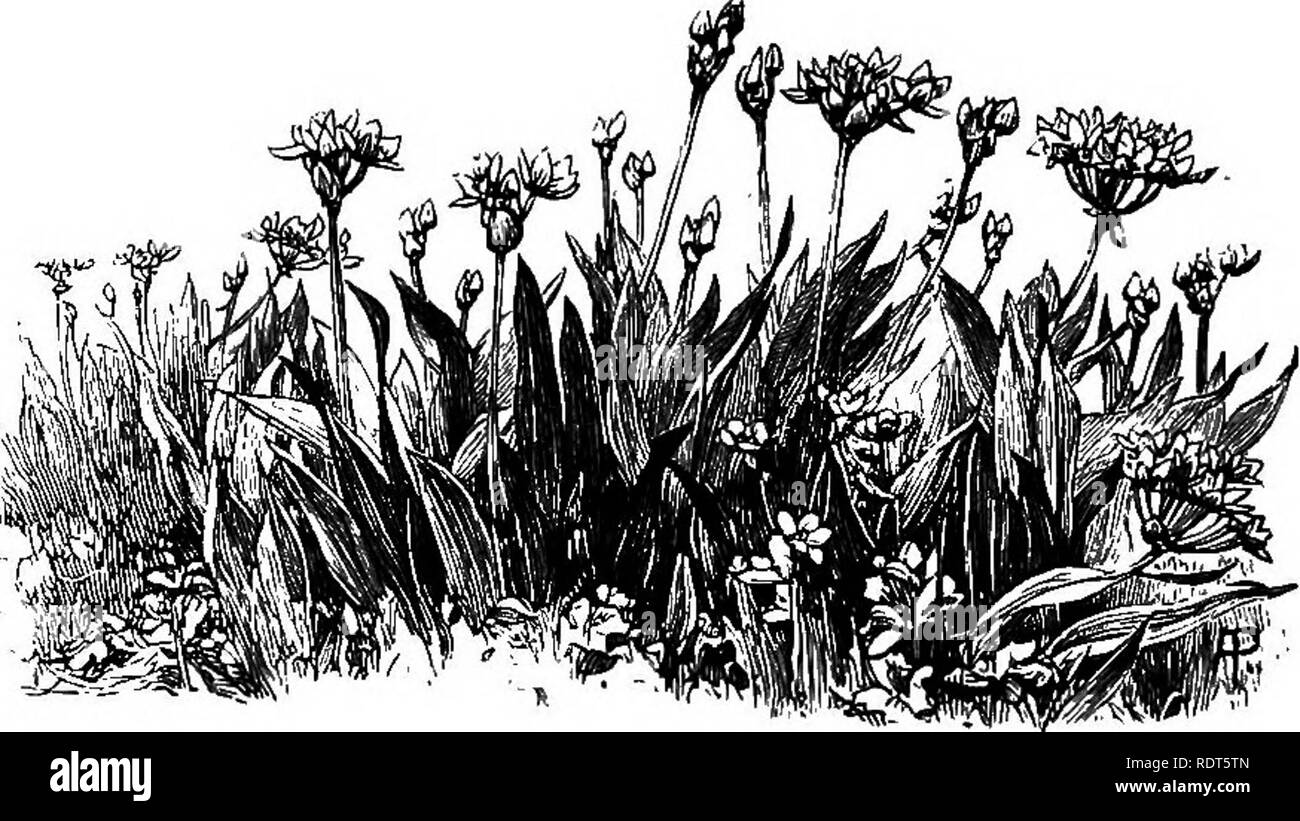 El jardín salvaje, o la naturalización y agrupamiento natural de Hardy de  plantas exóticas con un capítulo sobre el jardín de flores silvestres  británico. Jardines; flores silvestres. 54 El jardín salvaje