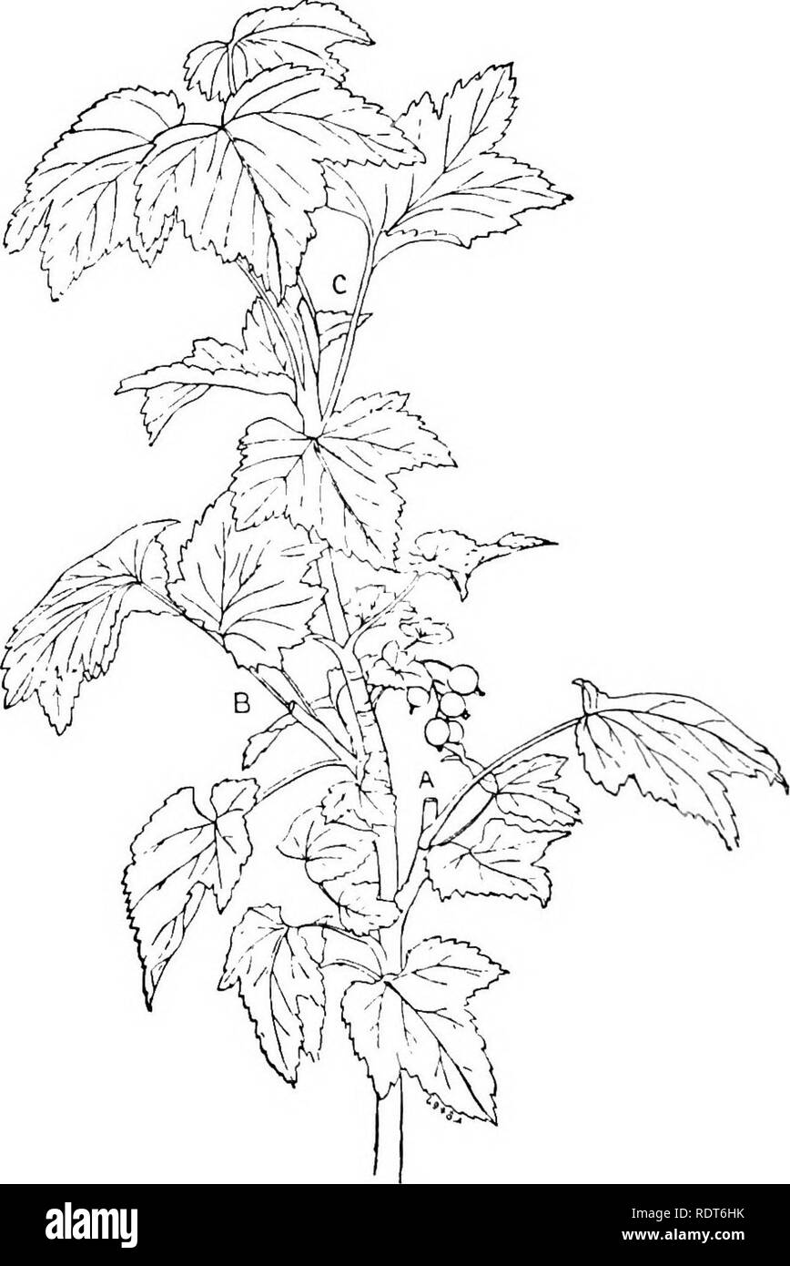 . Jardinería para todos. Un manual sobre el cultivo de hortalizas y frutas, y la prevención &Amp; destrucción de las plagas de insectos del jardín, ... Los huertos de fruta; cultura; Plagas de jardín. 94 Jardinería para todos. después de Navidad en estado fresco (y muy deliciosas) si el aspecto es norte-oeste, norte o nordeste. Con frecuencia he tenido tarta de grosellas a cenar el Día de Navidad, fruto de haber sido recogidos directamente de los árboles !. Disparar de grosellas, poda de verano en A, B, y C. Por favor tenga en cuenta que estas imágenes son extraídas de la página escaneada imágenes que pueden haber sido digital Foto de stock