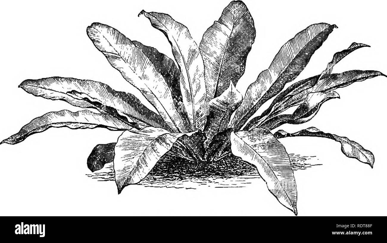 Plantar ciudades antiguas Imágenes recortadas de stock - Alamy