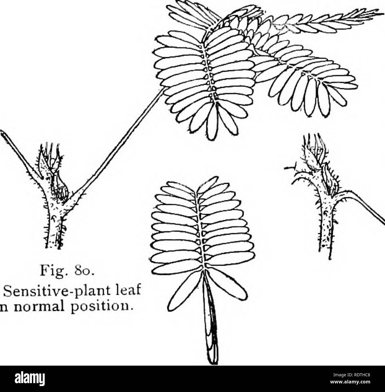La Botanica Elemental La Botanica La Irritabilidad 89 Como Un Muelle Espiral De Alambre Con Lo